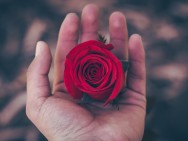 3200x2400_rose-hand-red